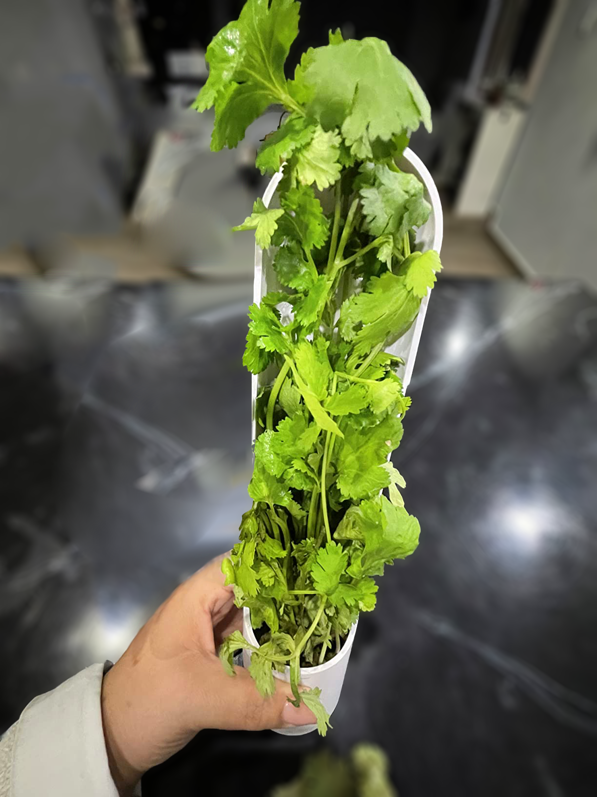 Salcinha no Erv Fresh Salcinha no Erv Fresh